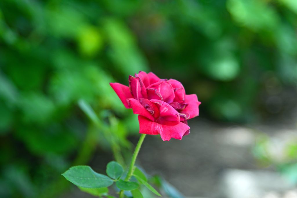 عکس حرفه ای از گل با کیفیت بسیار بالا